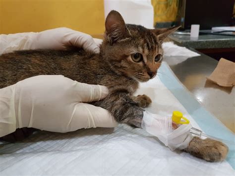 &0183;&32;A standard <b>chemotherapy</b> protocol for <b>lymphoma</b> can <b>cost</b> anywhere from 1000 to more than 5000. . How much does chemotherapy cost for cats with lymphoma